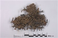 藏品(綿腹衣屬)的圖片